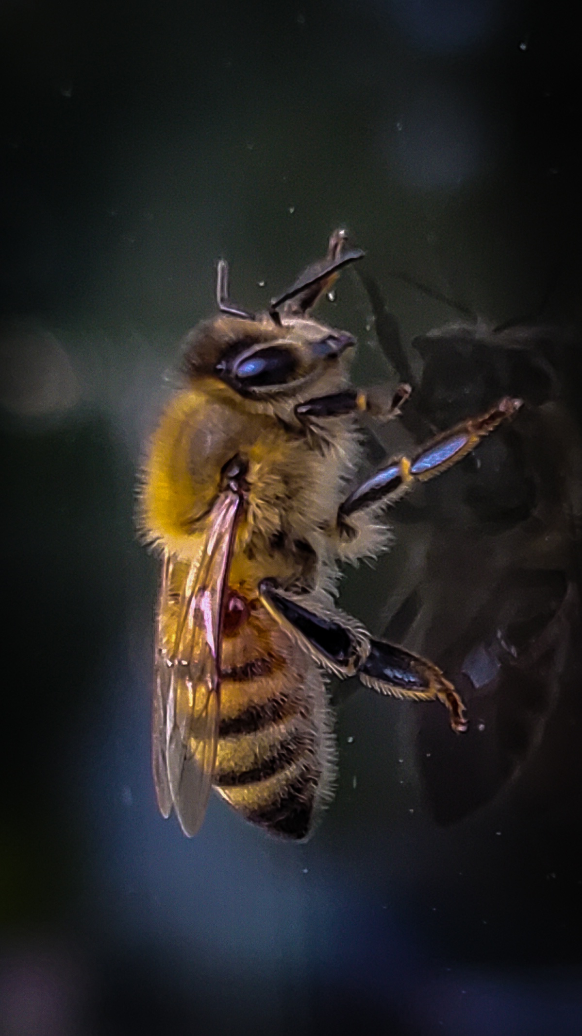 A Curious Honeybee Buzzing on My Window