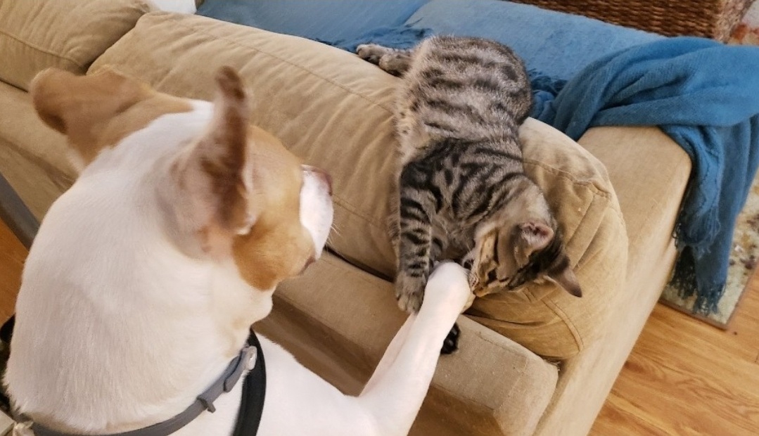 The satisfying sound of a big bite
