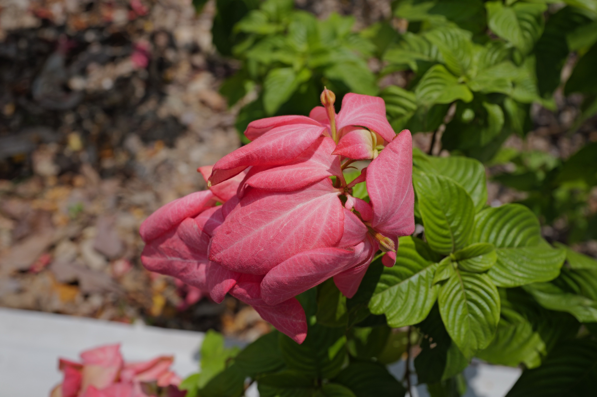 A Beautiful Collection of Flowers