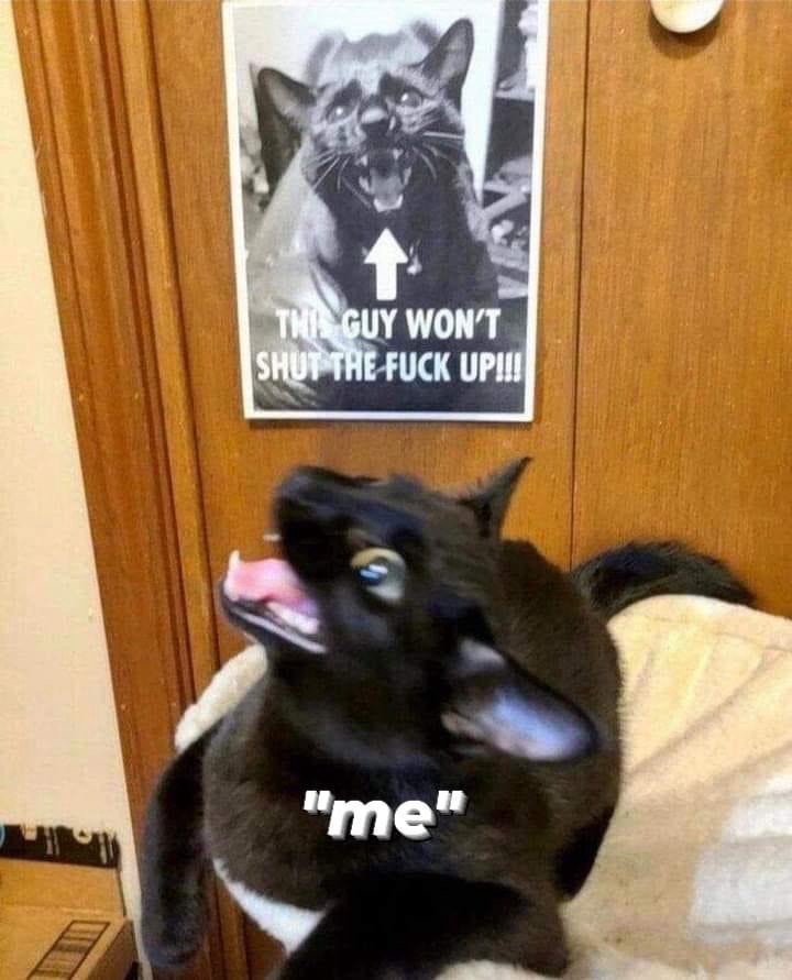 Cat Memes Reimagined: A Fresh Take