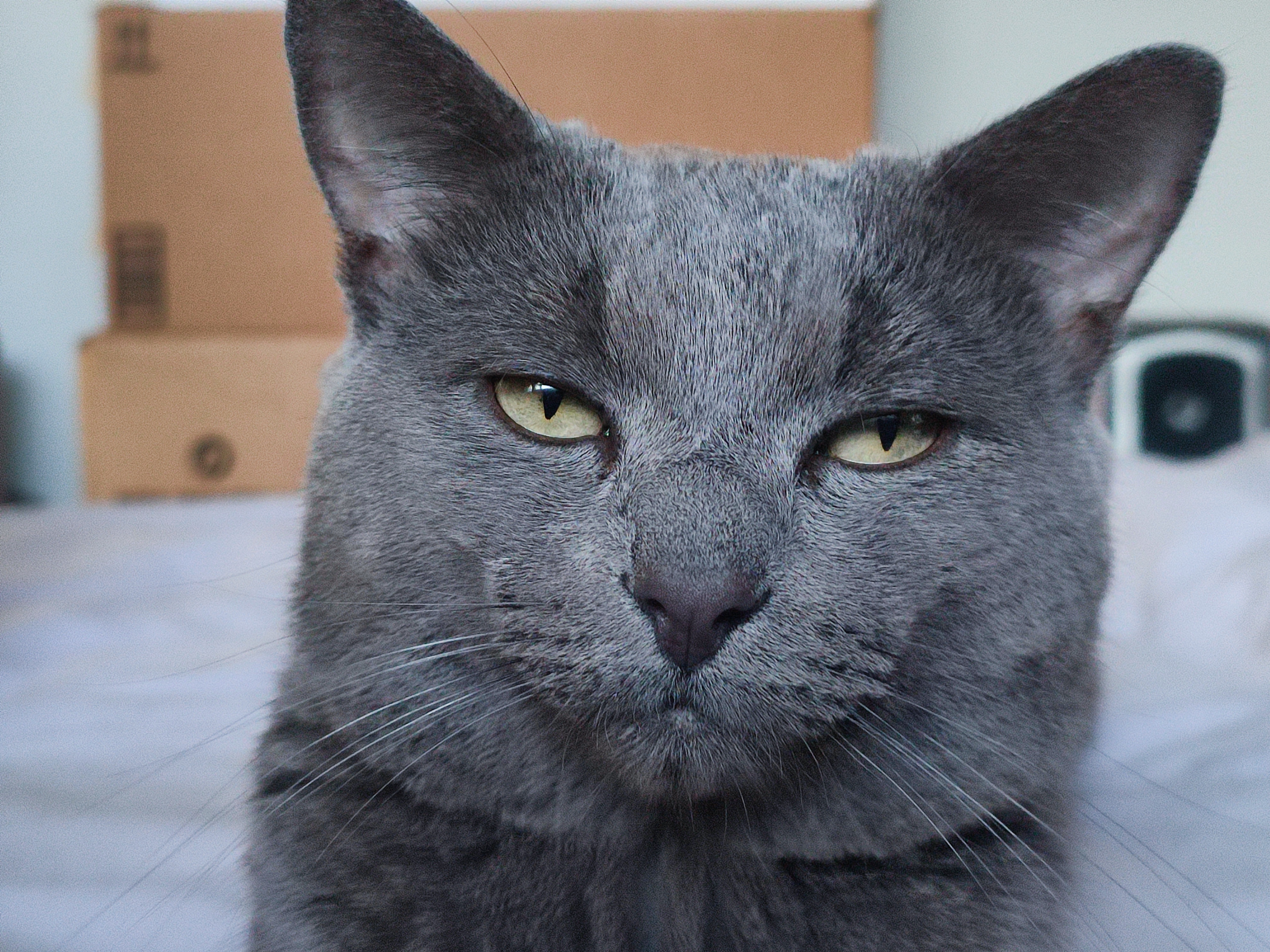 The Ever-Skeptical Cat: What Are You Up To?