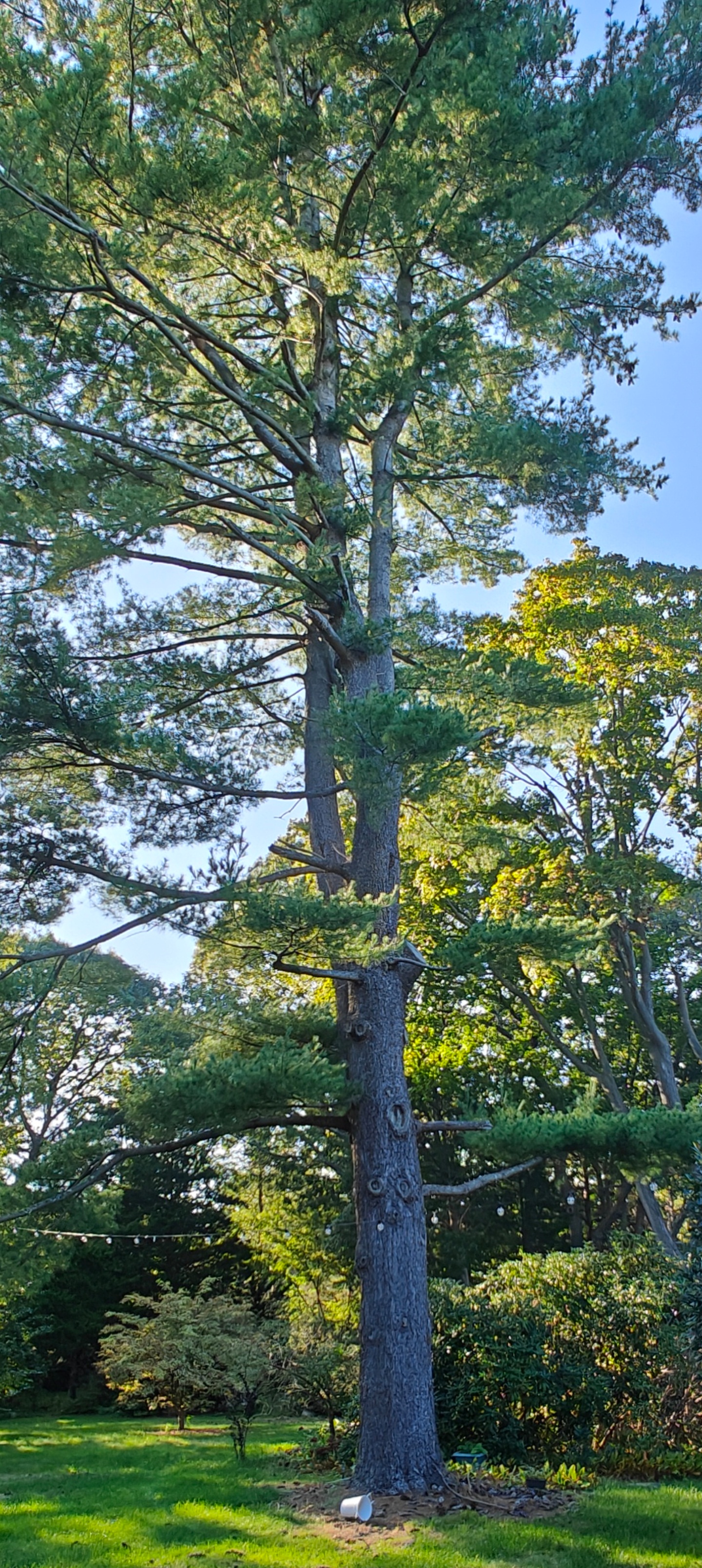The Beauty of Pine: Nature's Masterpiece