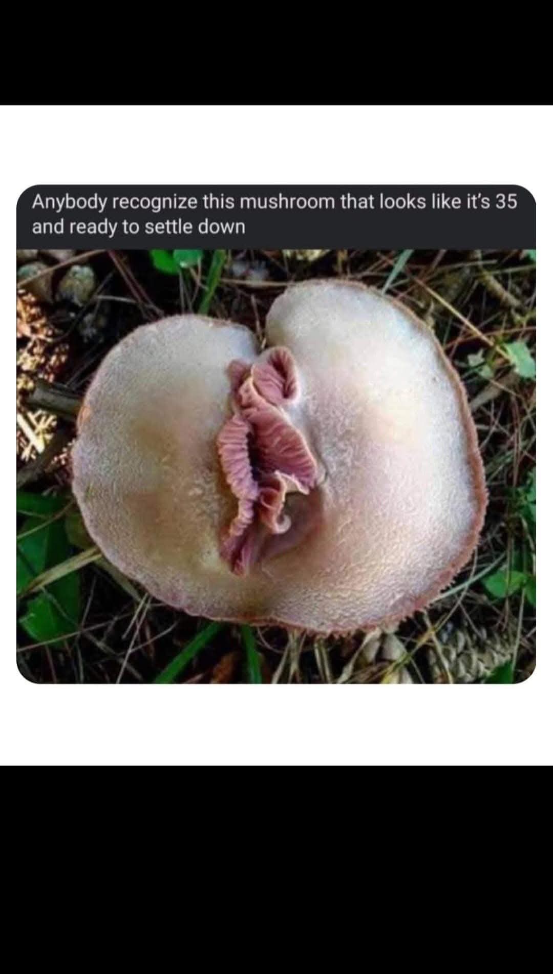 This mushroom needs to chill out!