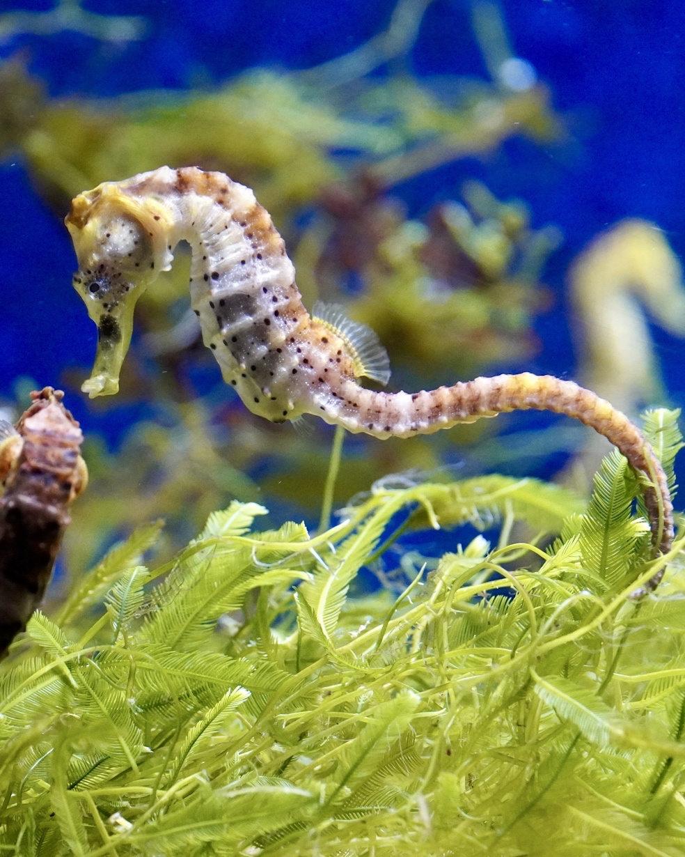 The Enigmatic Sea Horse: Nature's Wonder