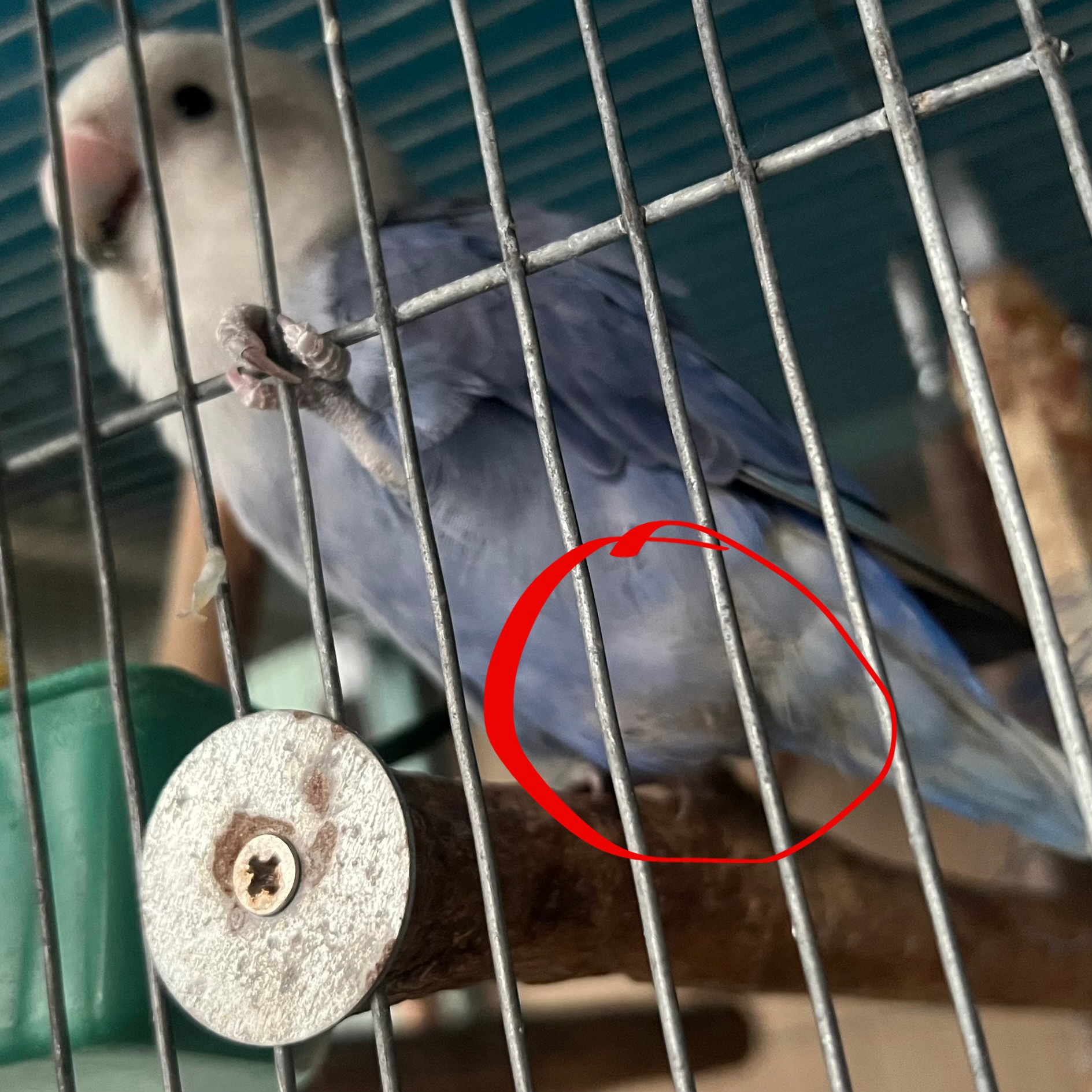 Exciting News: Our Lovebird is About to Lay an Egg!