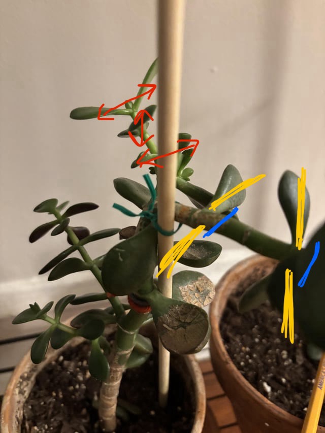 Pruning Jade Plants for Optimal Growth