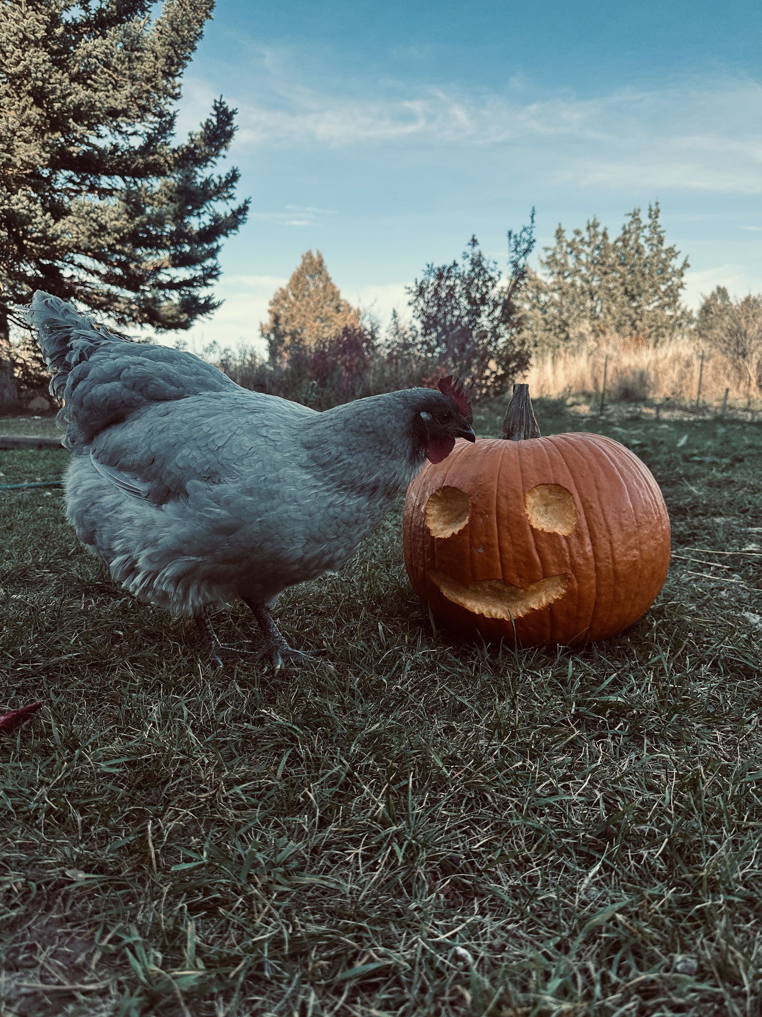 Beware of the Spooky Chickens!