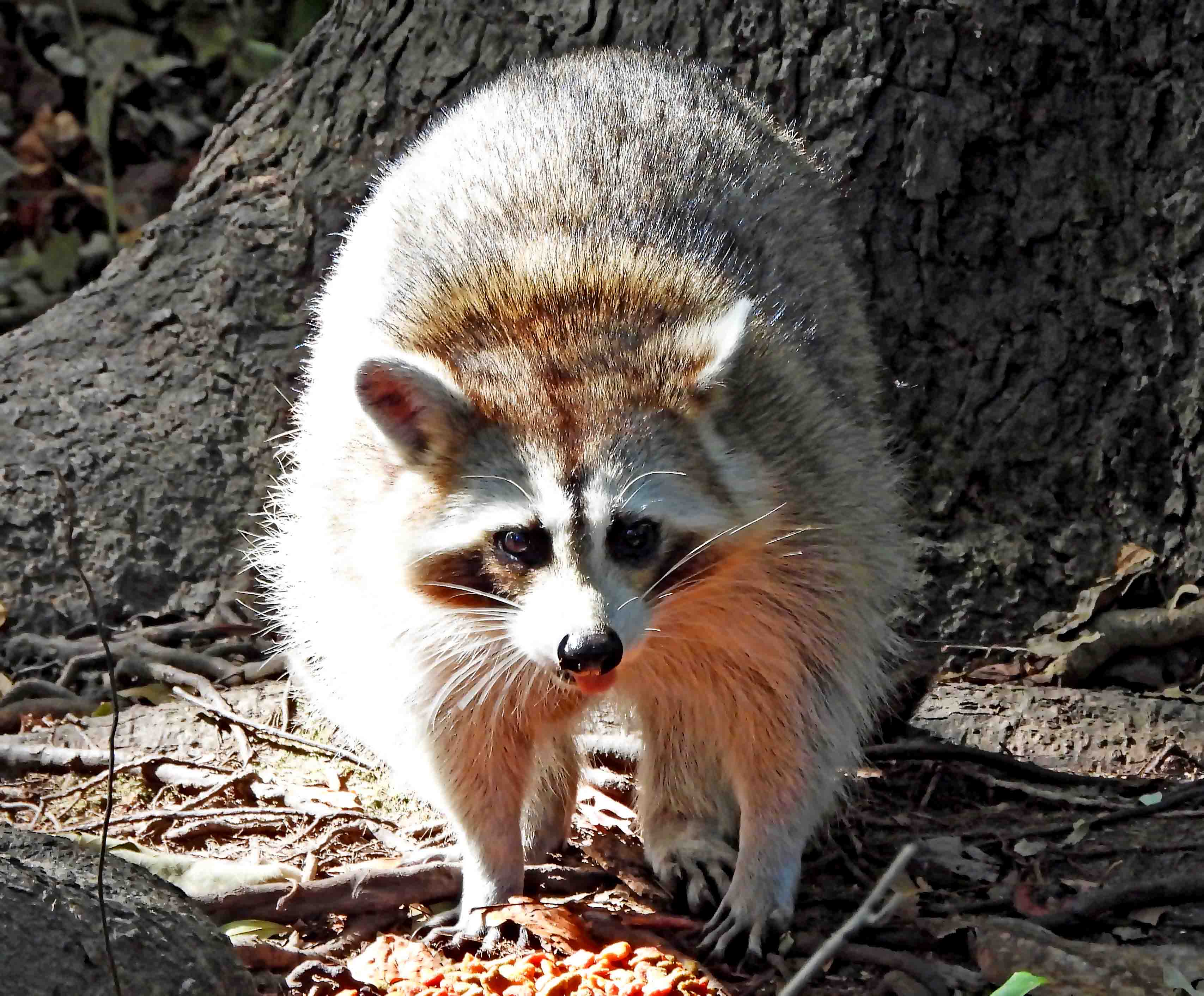 A Charming Encounter: Birds and a Raccoon in Summerville, South Carolina