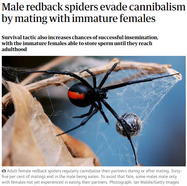 Creepy Pedo Spiders on the Loose