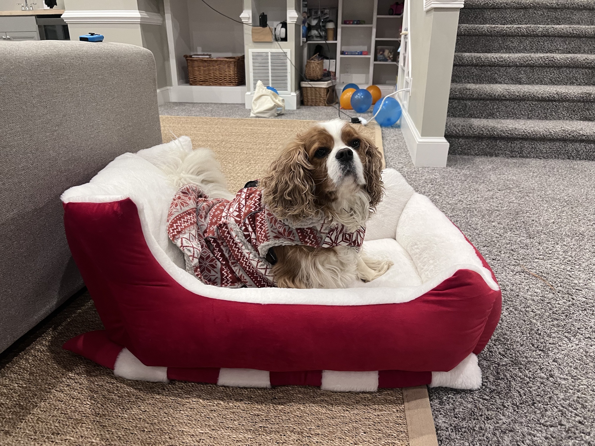 Calvin Living His Best Life on the Bed