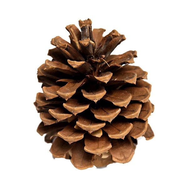 Behold the majestic pinecone tail!