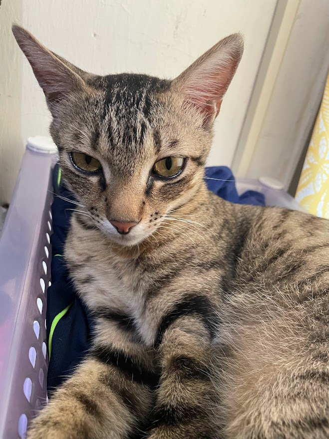 Just a cute cat
