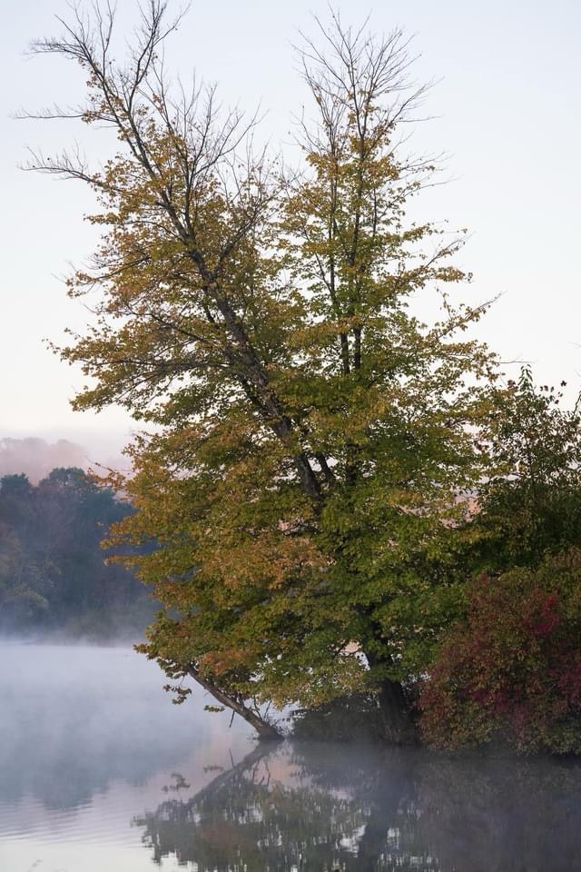 Enigmatic Morning Mist