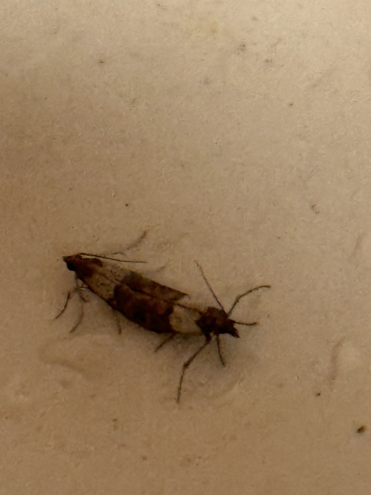 Double the Bugs, Double the Fun!