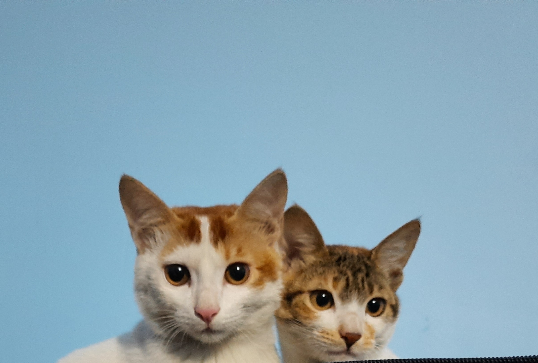 Meet the Adorable Kittens Who Found Their Forever Home