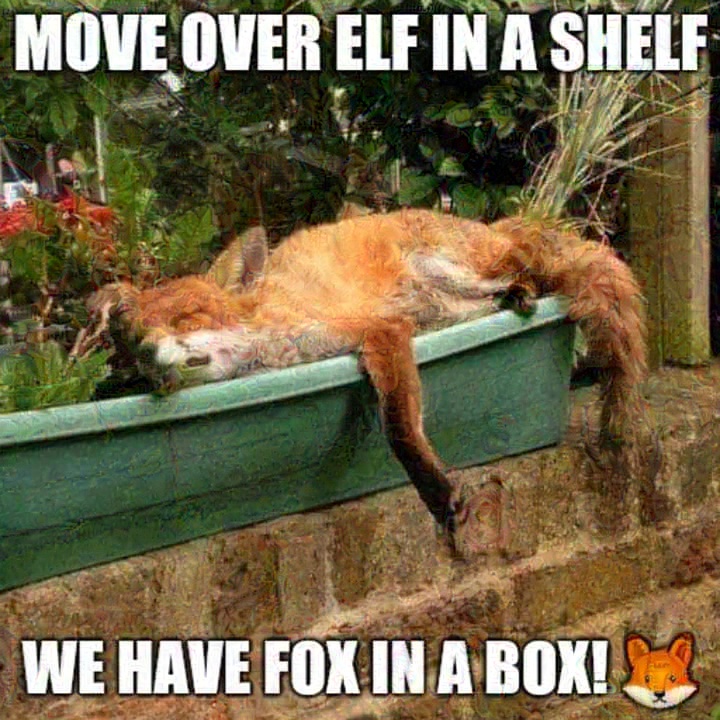 The Adorable Fox in the Box: A Cuteness Overload