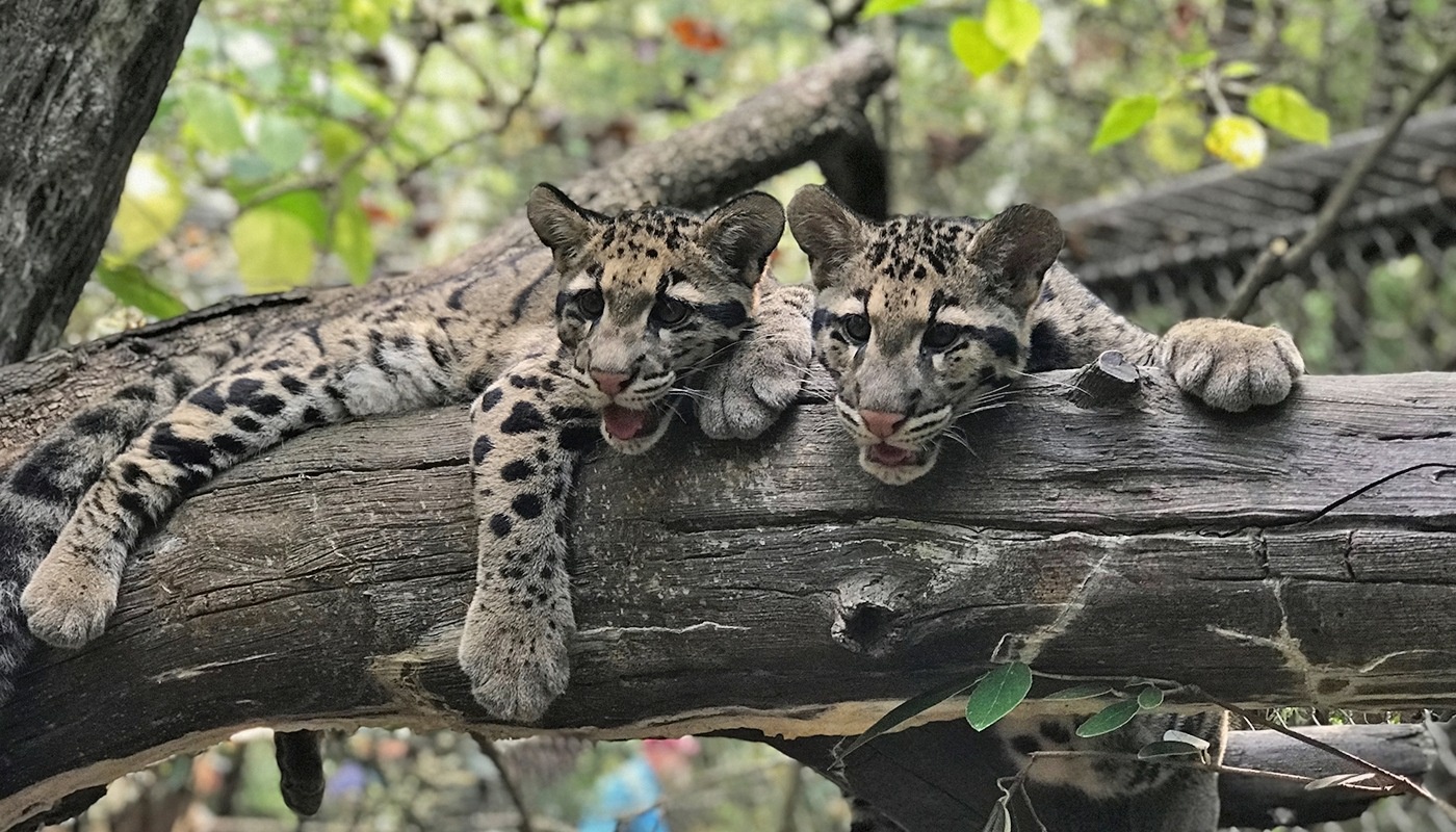 The Enigmatic Clouded Leopards