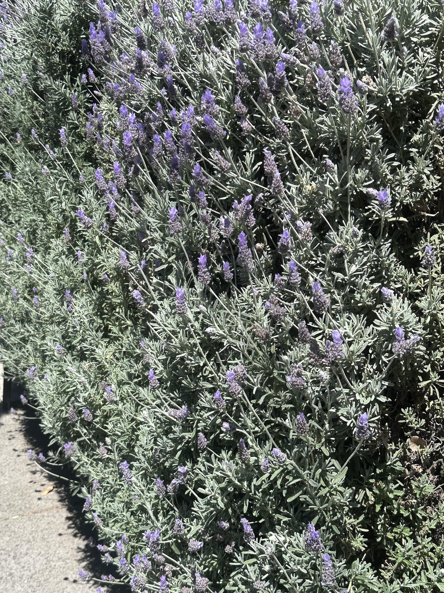 Embarking on a Color Walk to Capture All Things Purple, But Had to Head Home After Just Three Photos!