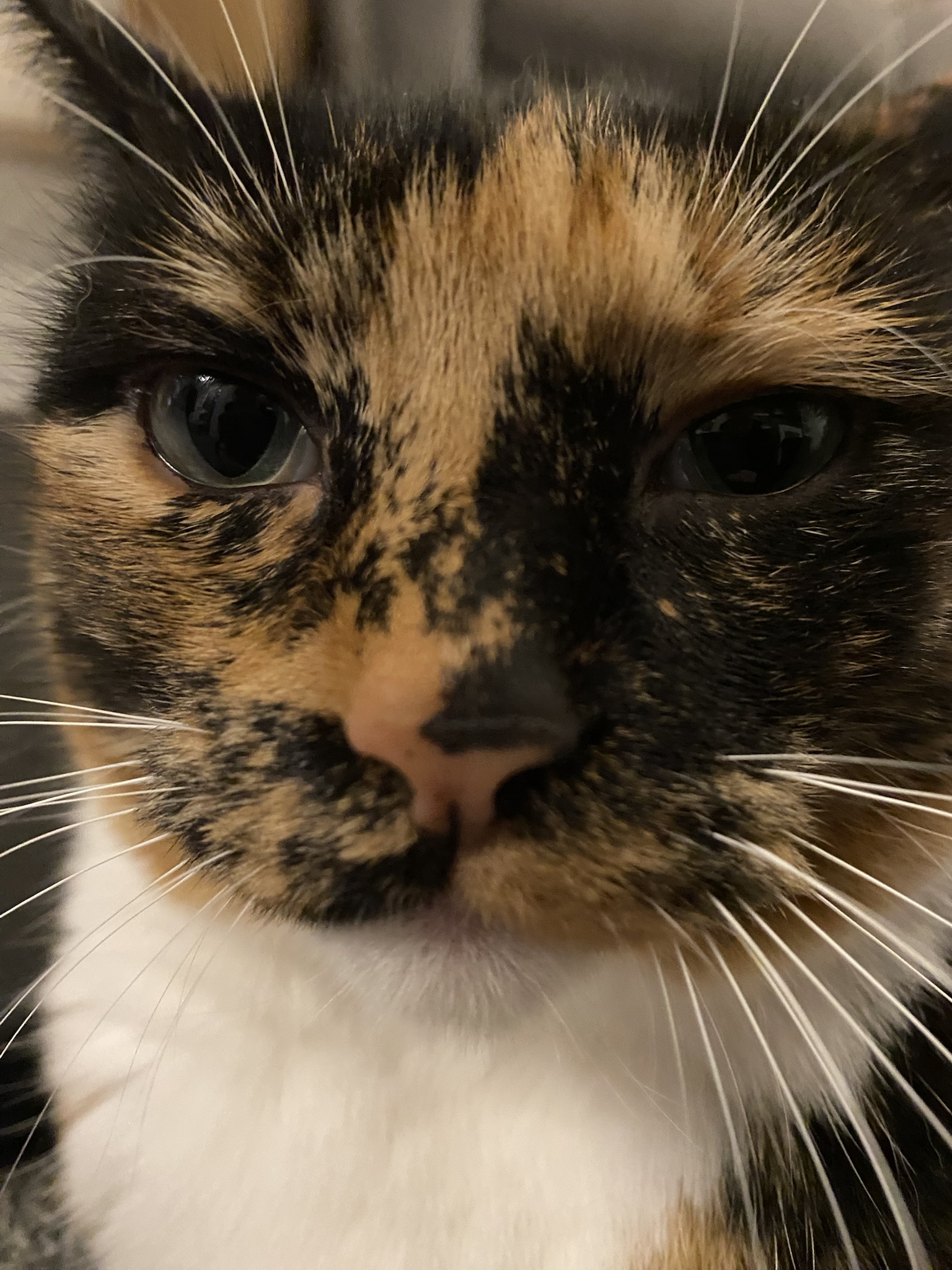 Crumble's Daily Snapshot: A Glimpse into His World