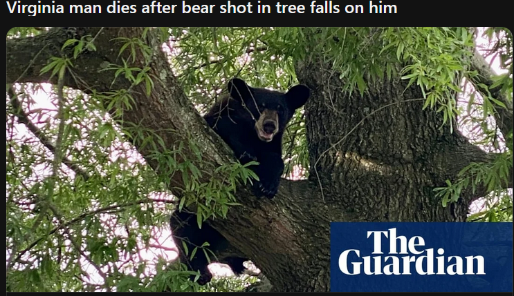 The Bear's Ultimate Move: Pulling the Uno Reverse Card!