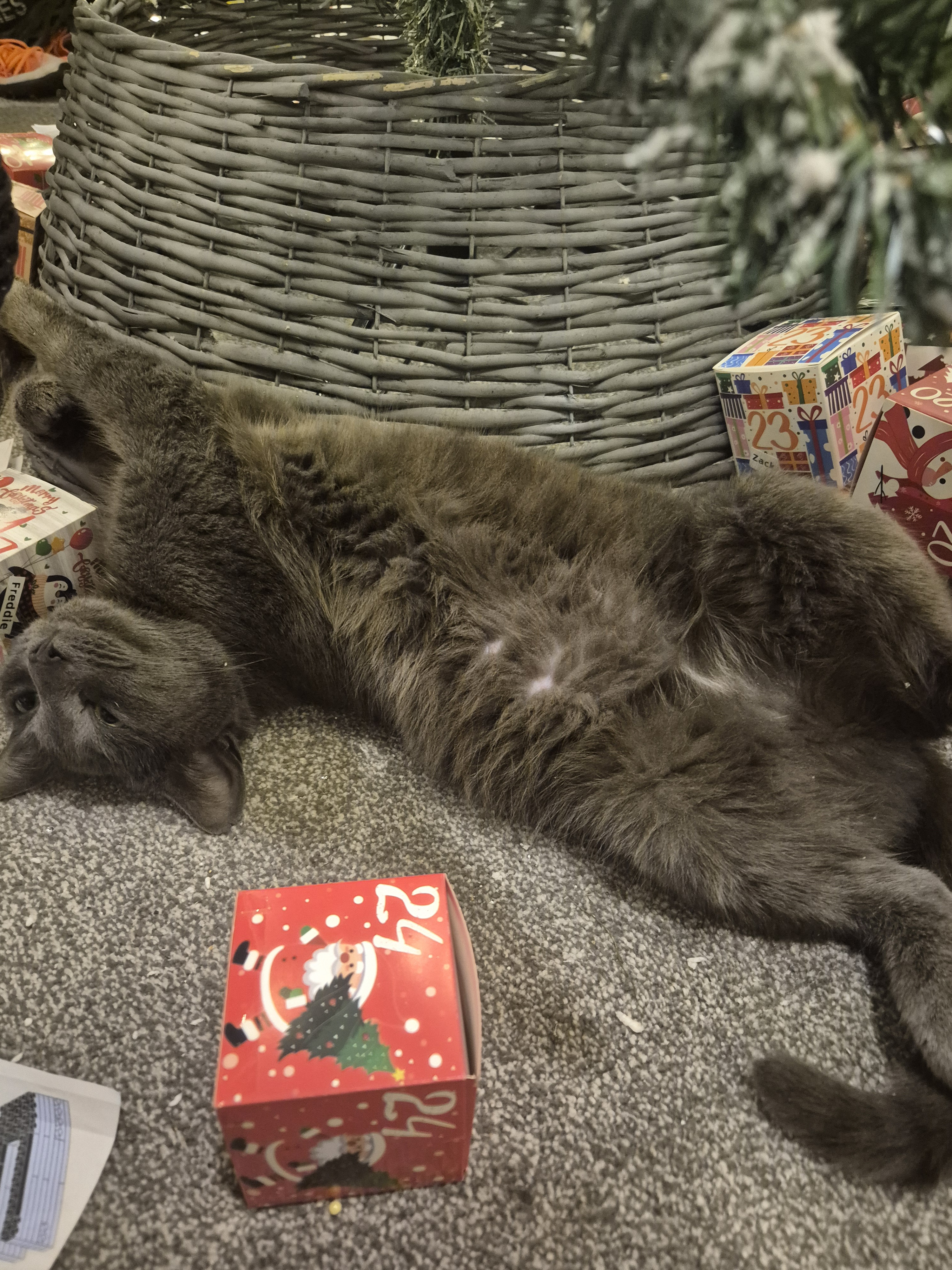 Is My Cat Malfunctioning? A Feline Mystery