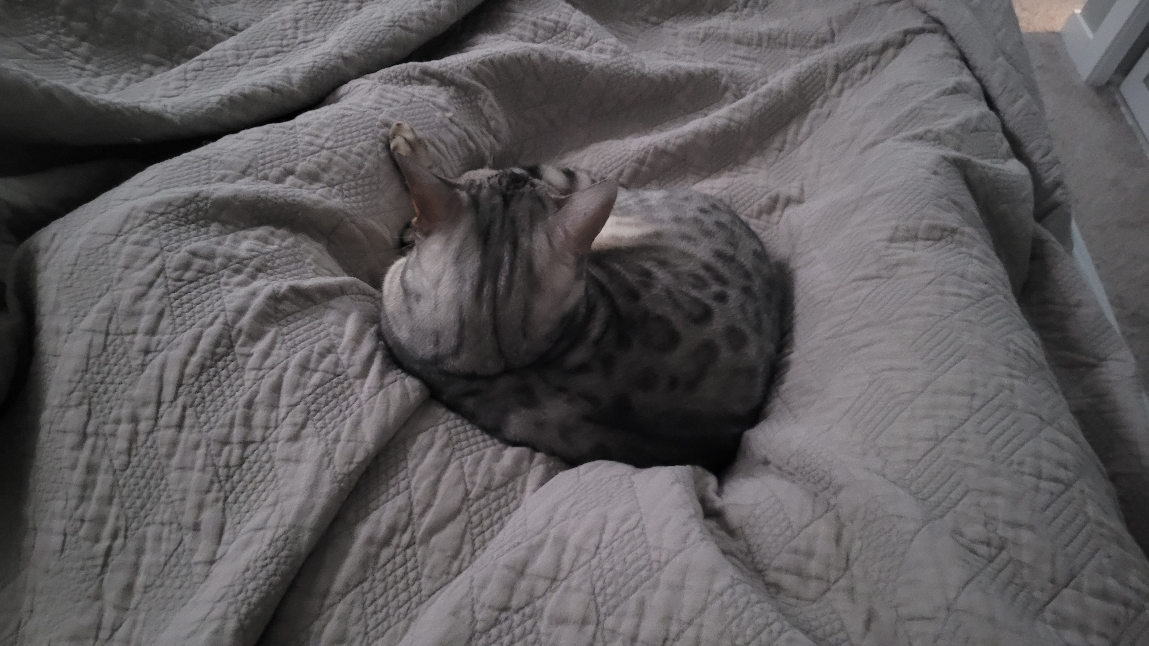 Caturday vibes: Pinned down and ready for some feline fun!