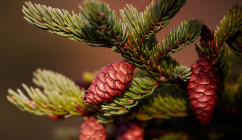 One Pinecone a Day Keeps the Boredom Away