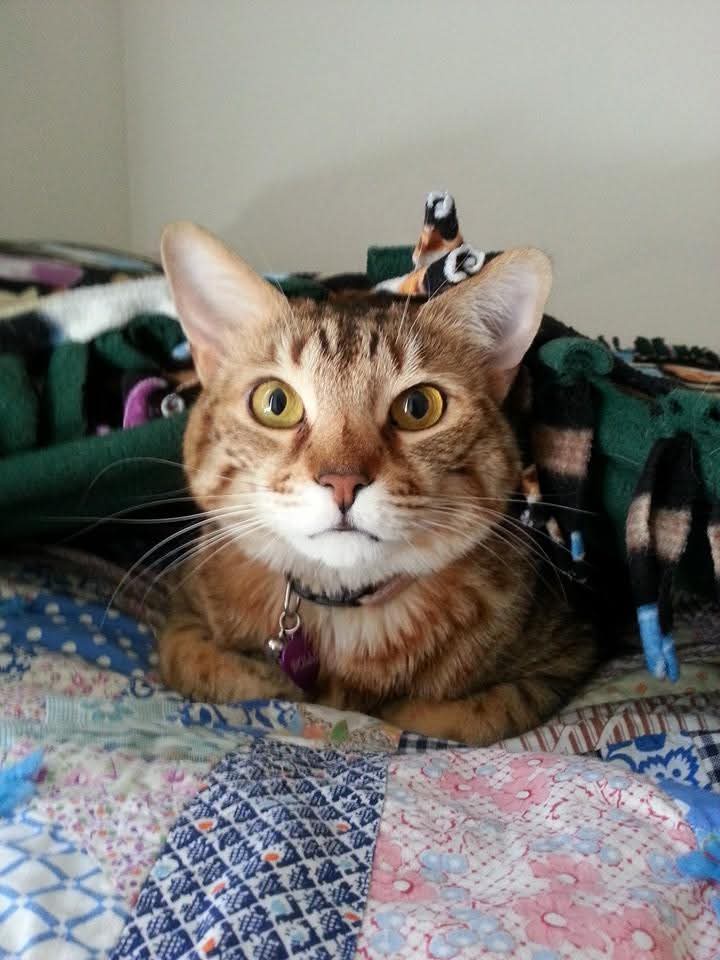 Meet Dolly, the adorable Christmas kitty spreading holiday joy!
