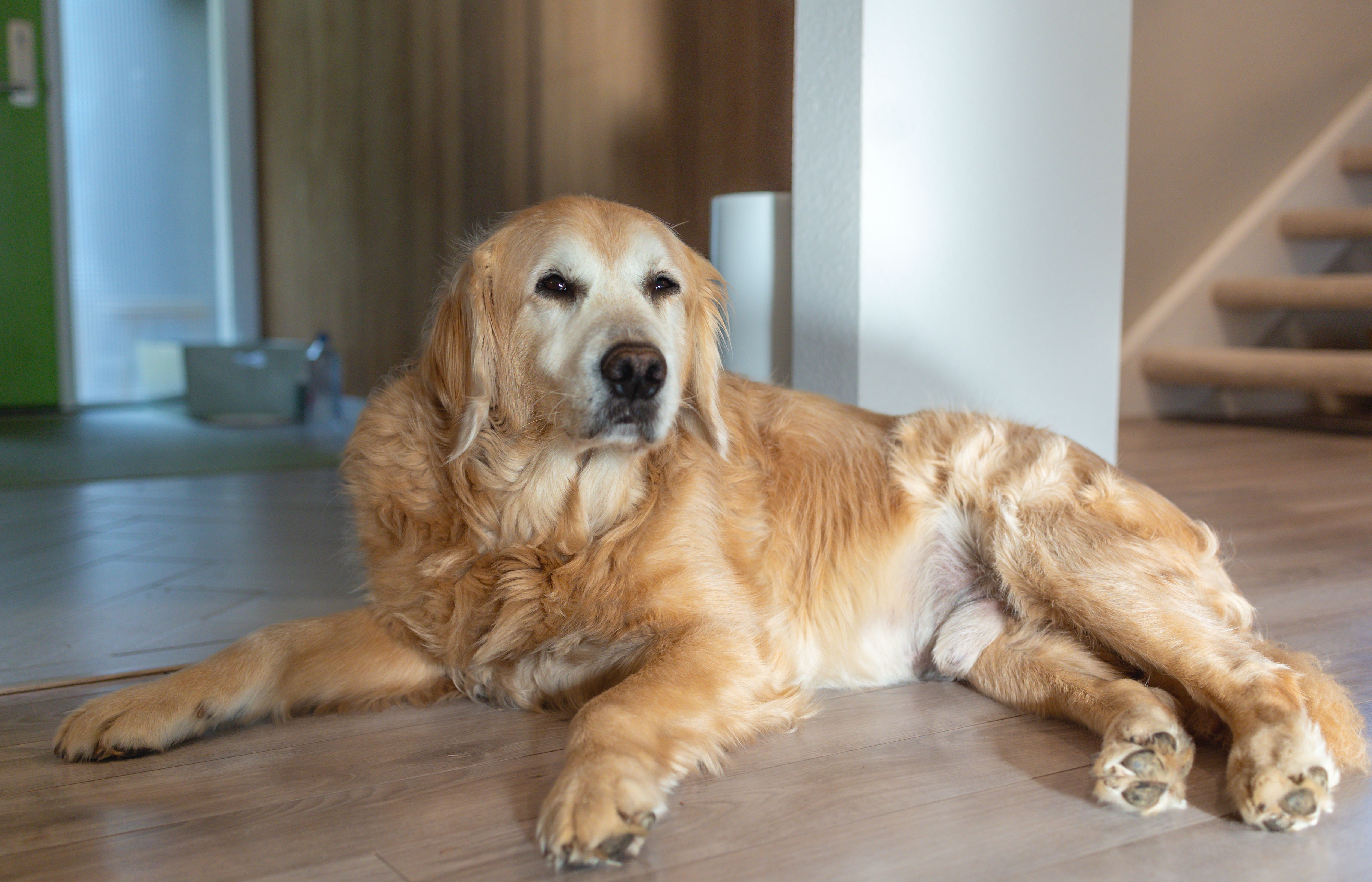 Cooper basking in the morning light of the hall