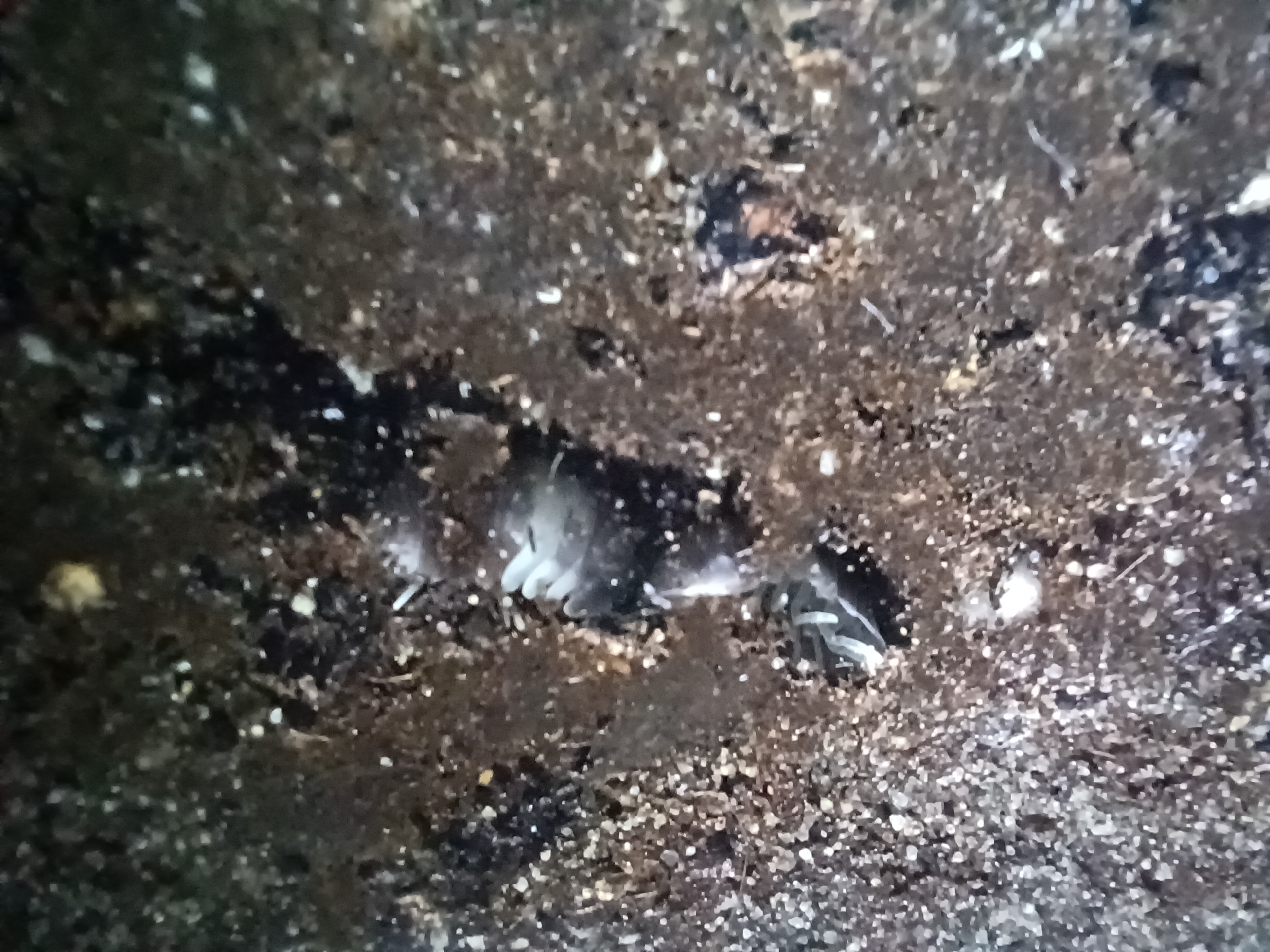 The fascinating world of isopods!