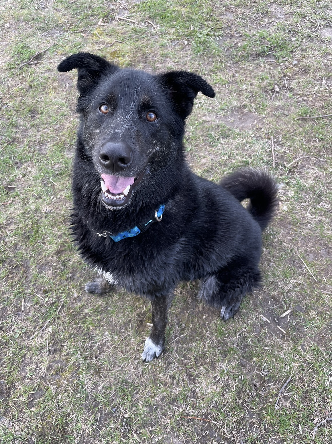 Adorable canine companion