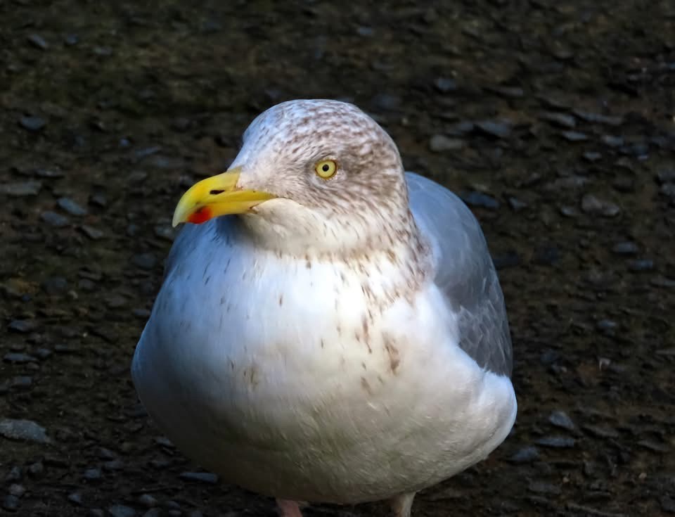 The Majestic Seagull