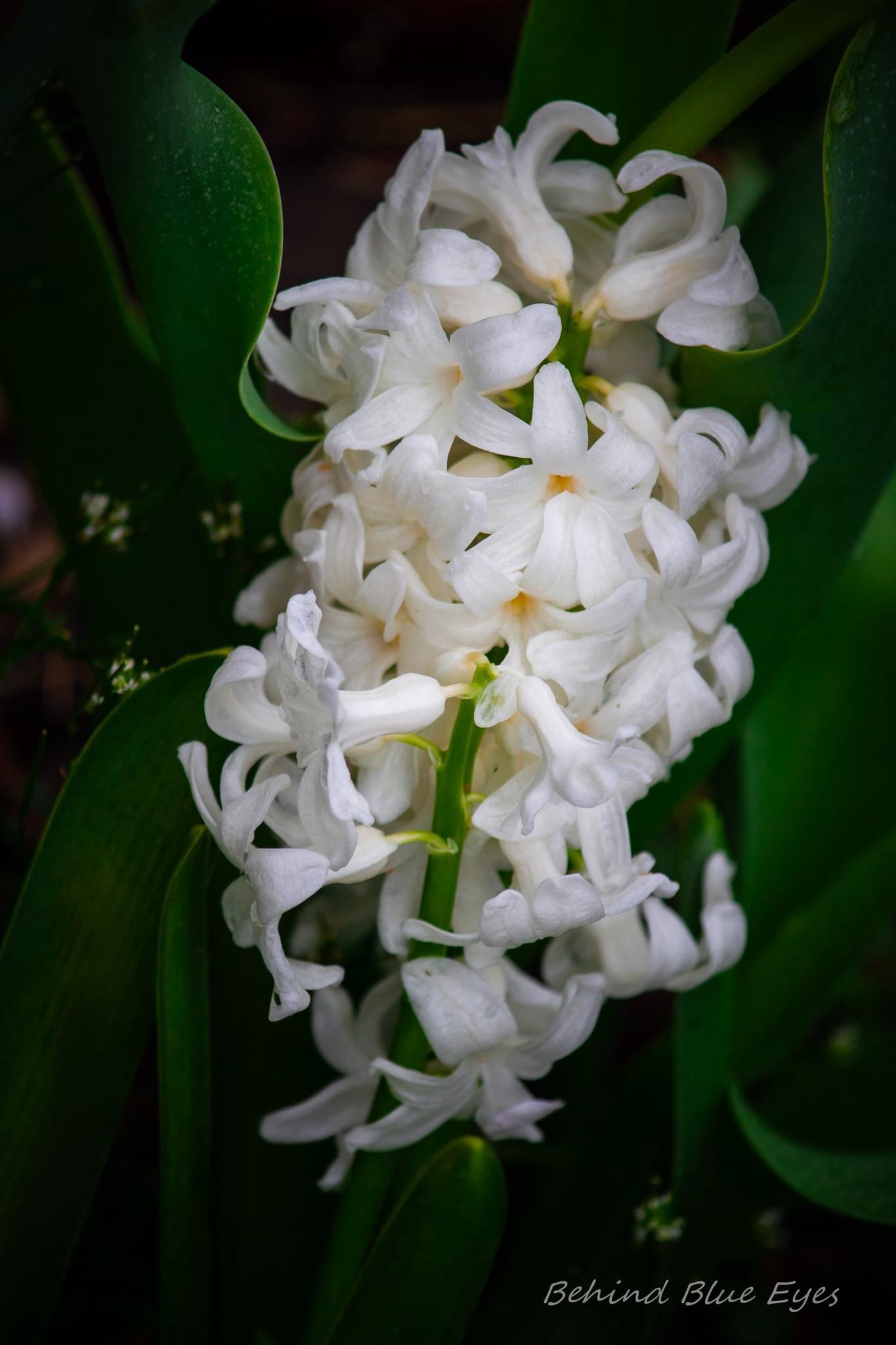 Lilac Dreams: The Beauty of Spring Blooms