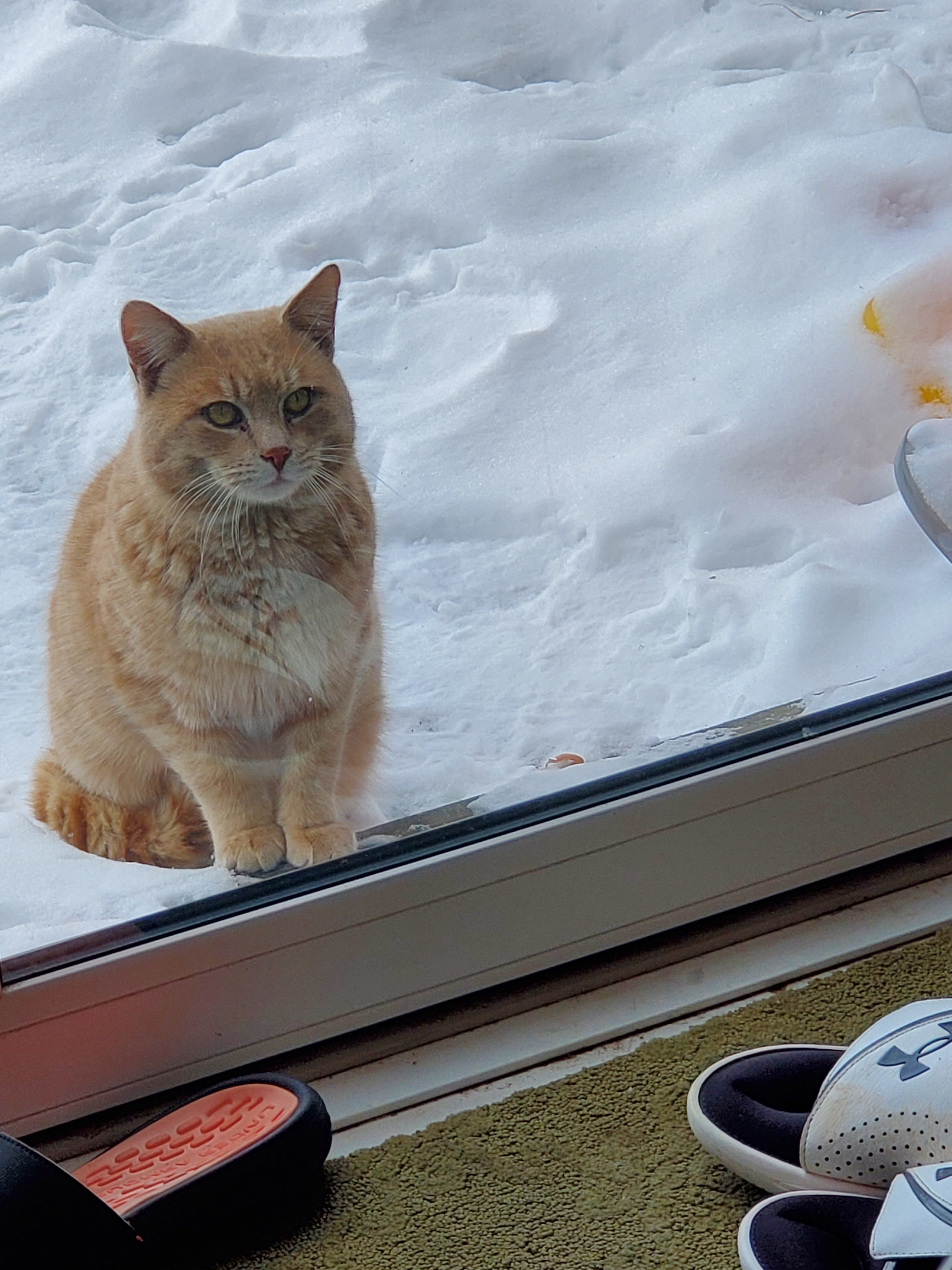 The Winter Imposter: Not What It Seems