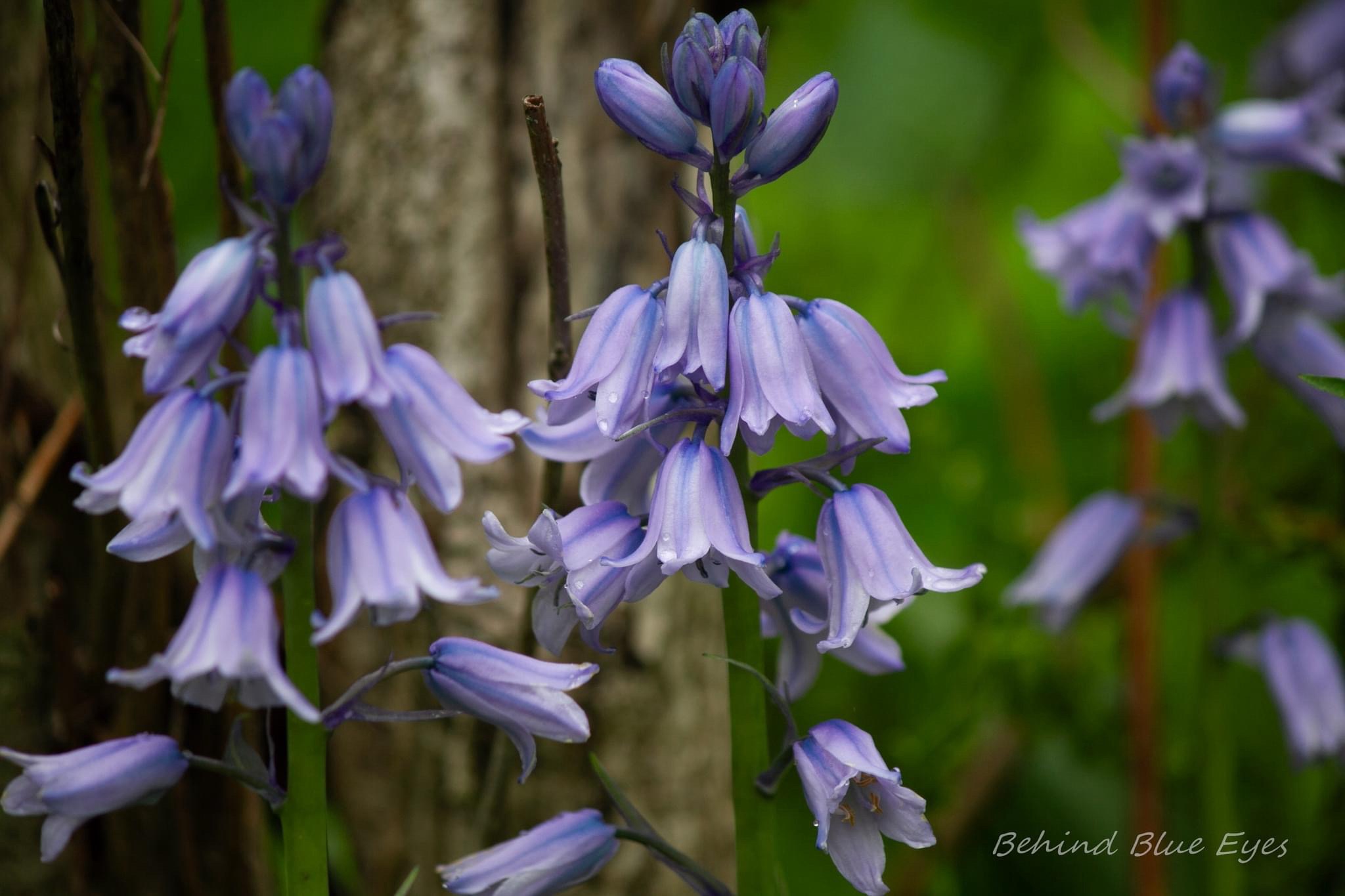 A splash of purple everywhere