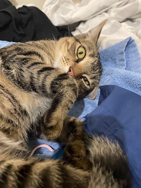 Feline Antics That Will Make You Smile