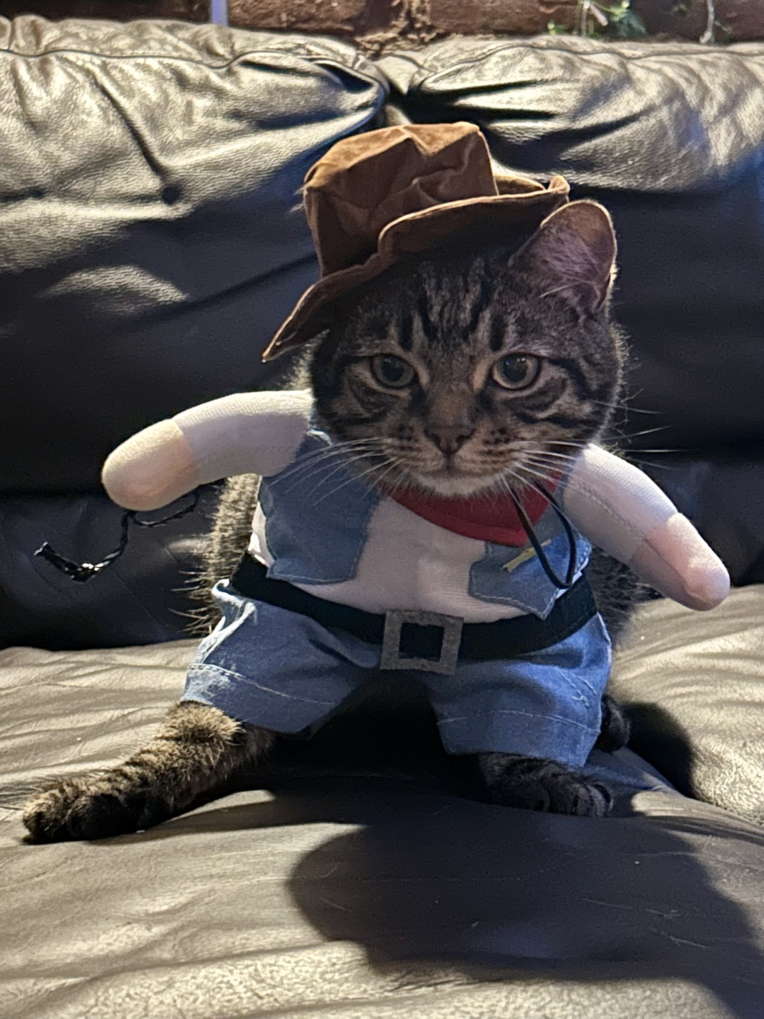 Mom, I'm Off to Chase My Dreams in the West!