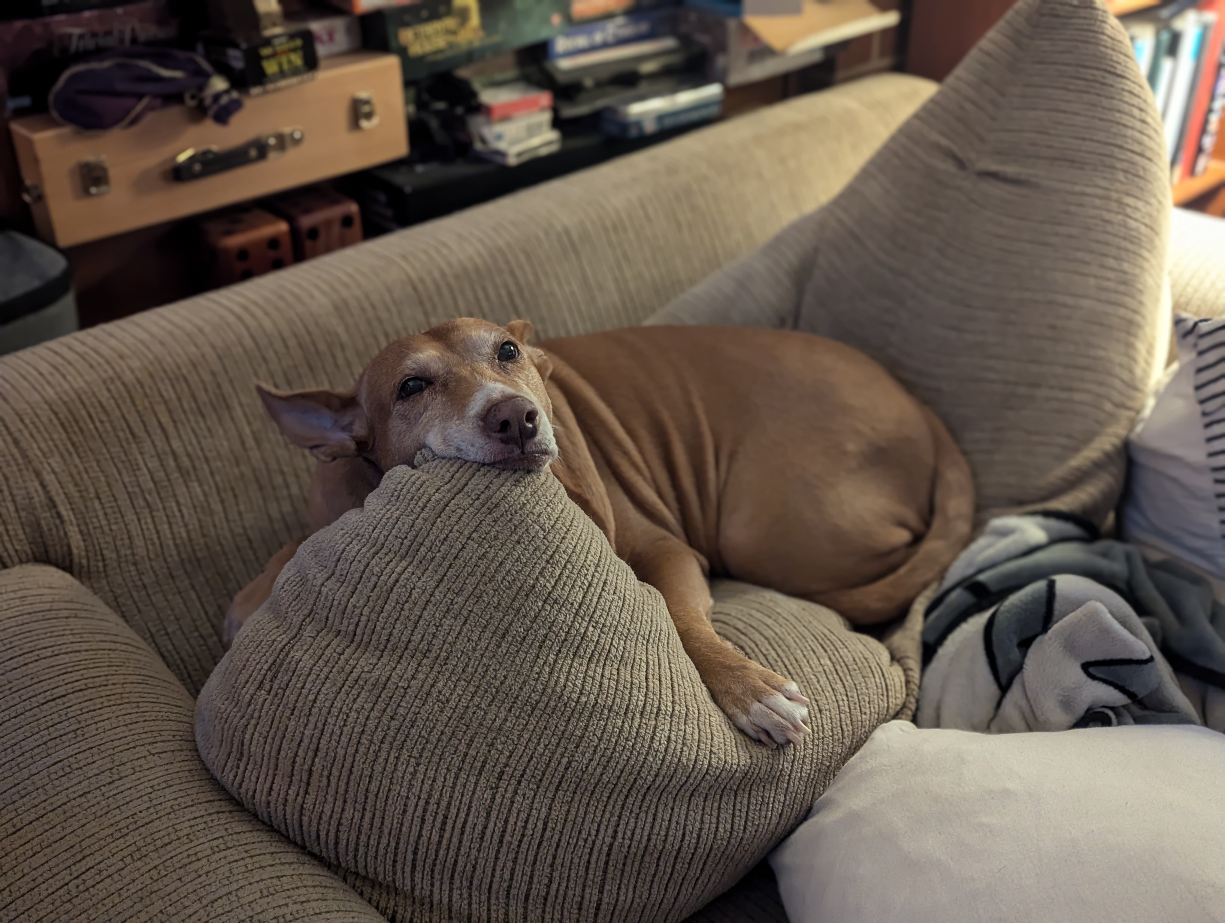 Meet Stella: The Adorable Potato Dog Everyone Loves