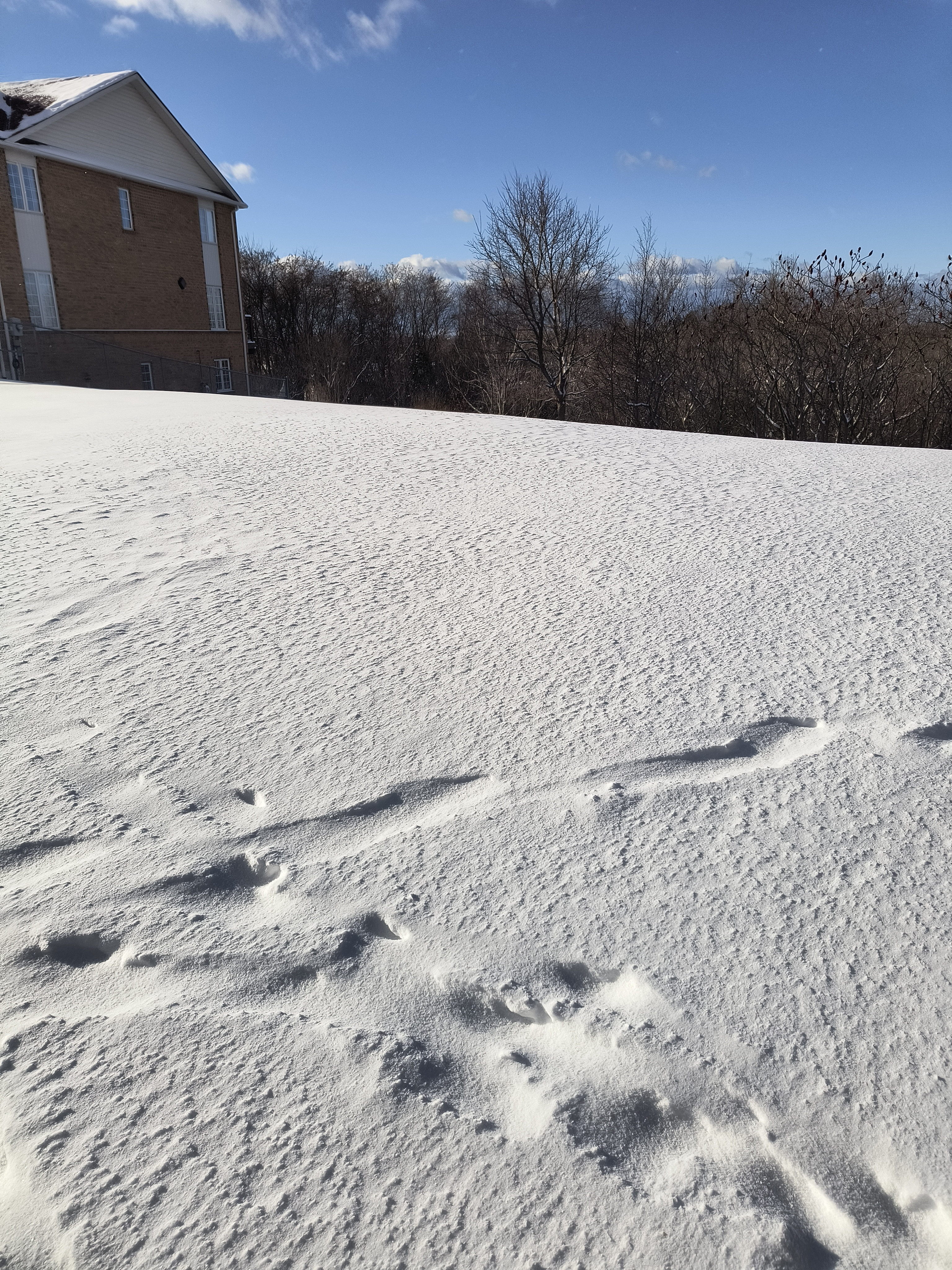 Captivating Winter Beauty: Nature's Icy Masterpiece