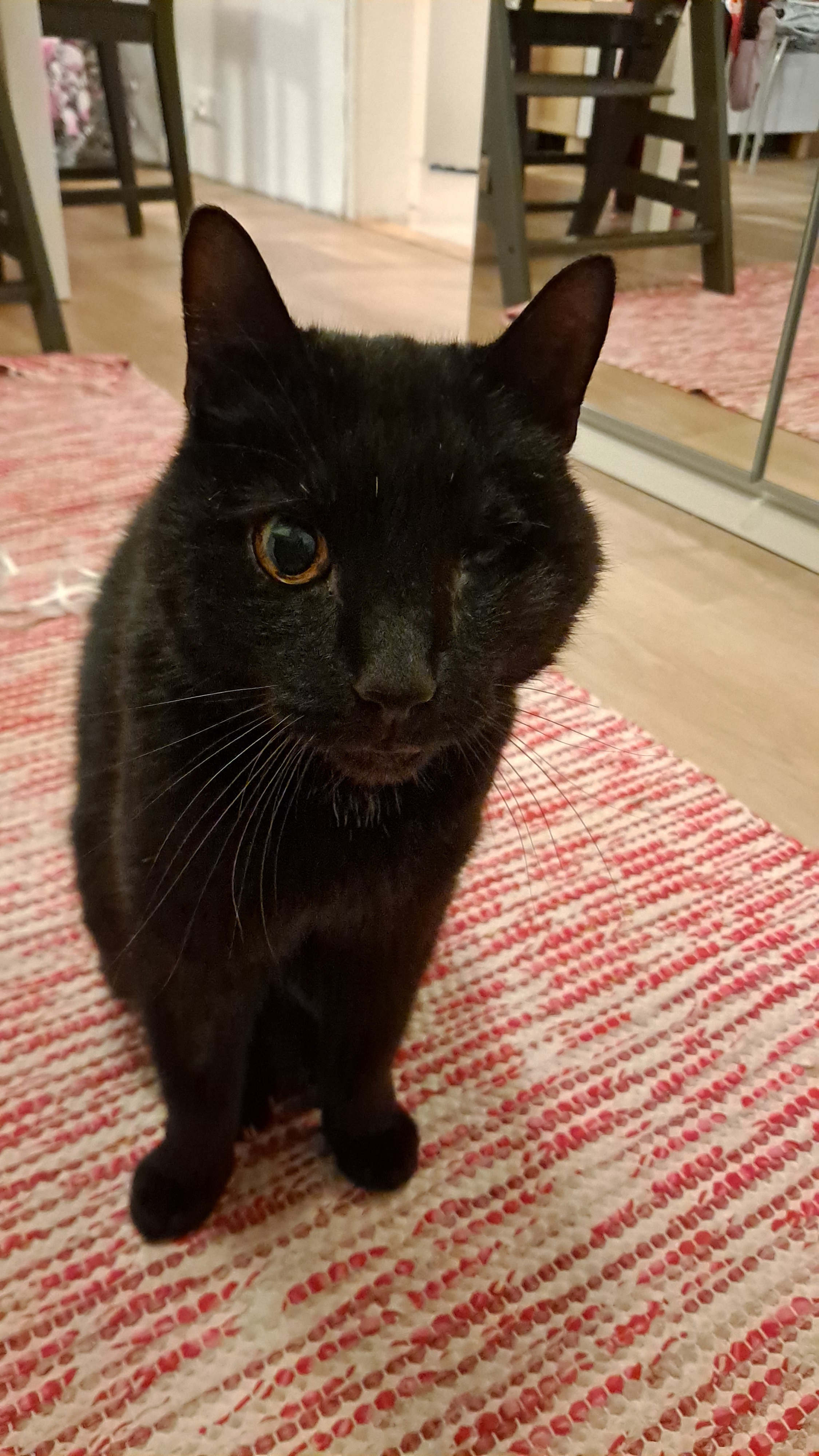 Meet Our Charming One-Eyed Gentleman