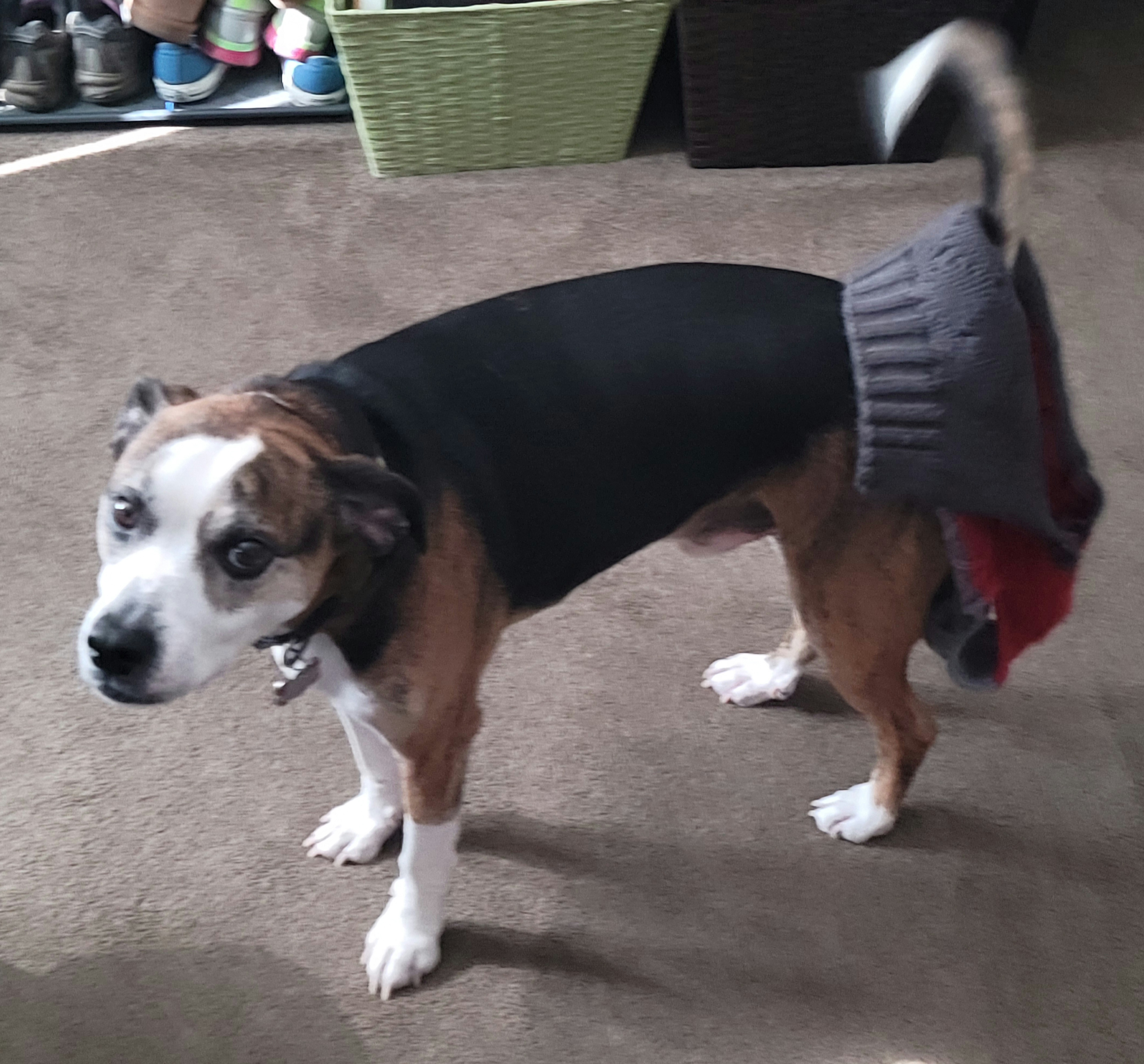 Check out this latest pic of my Roscoe along with my 16th favorite!