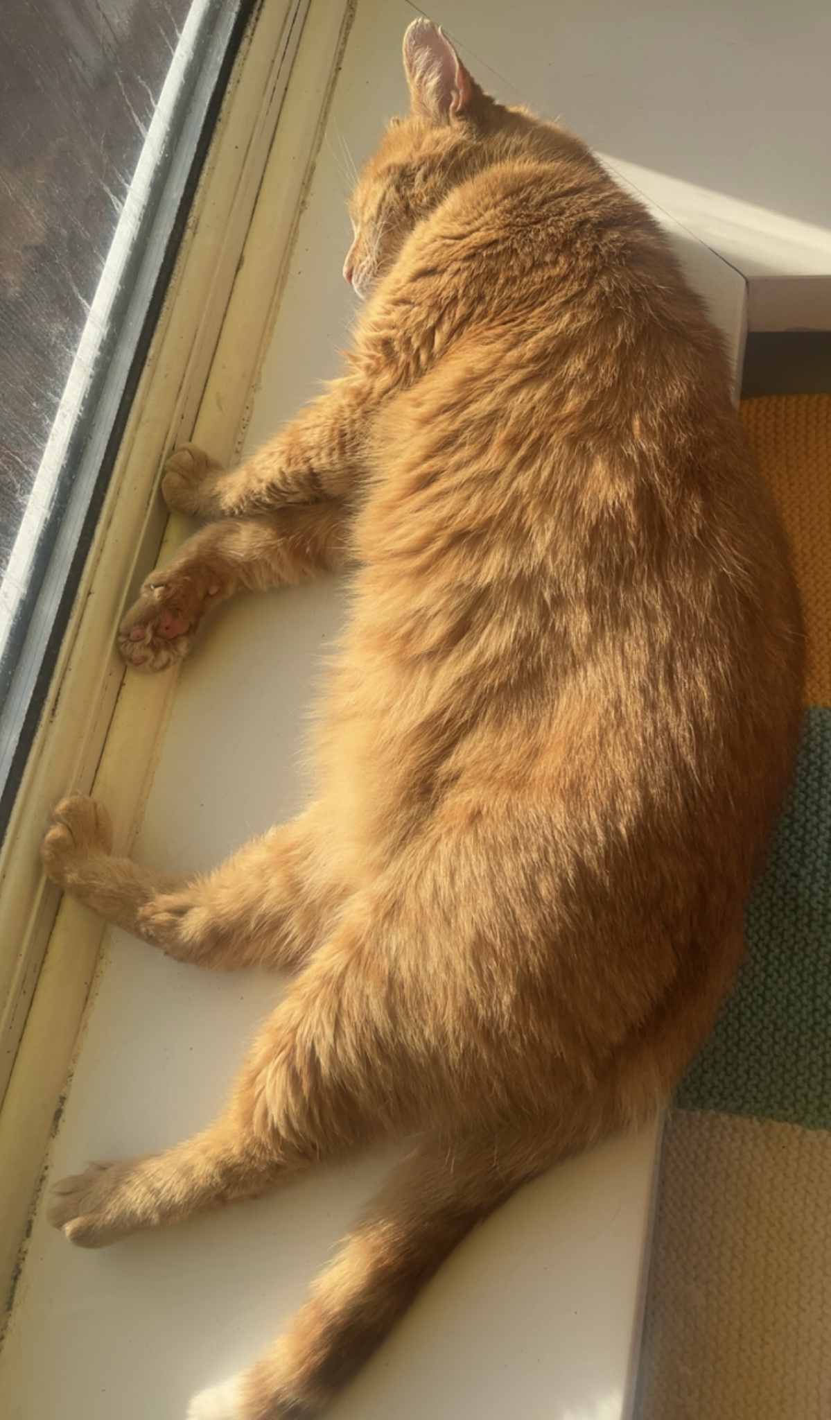 Adorable Toasty Chonk Love <3
