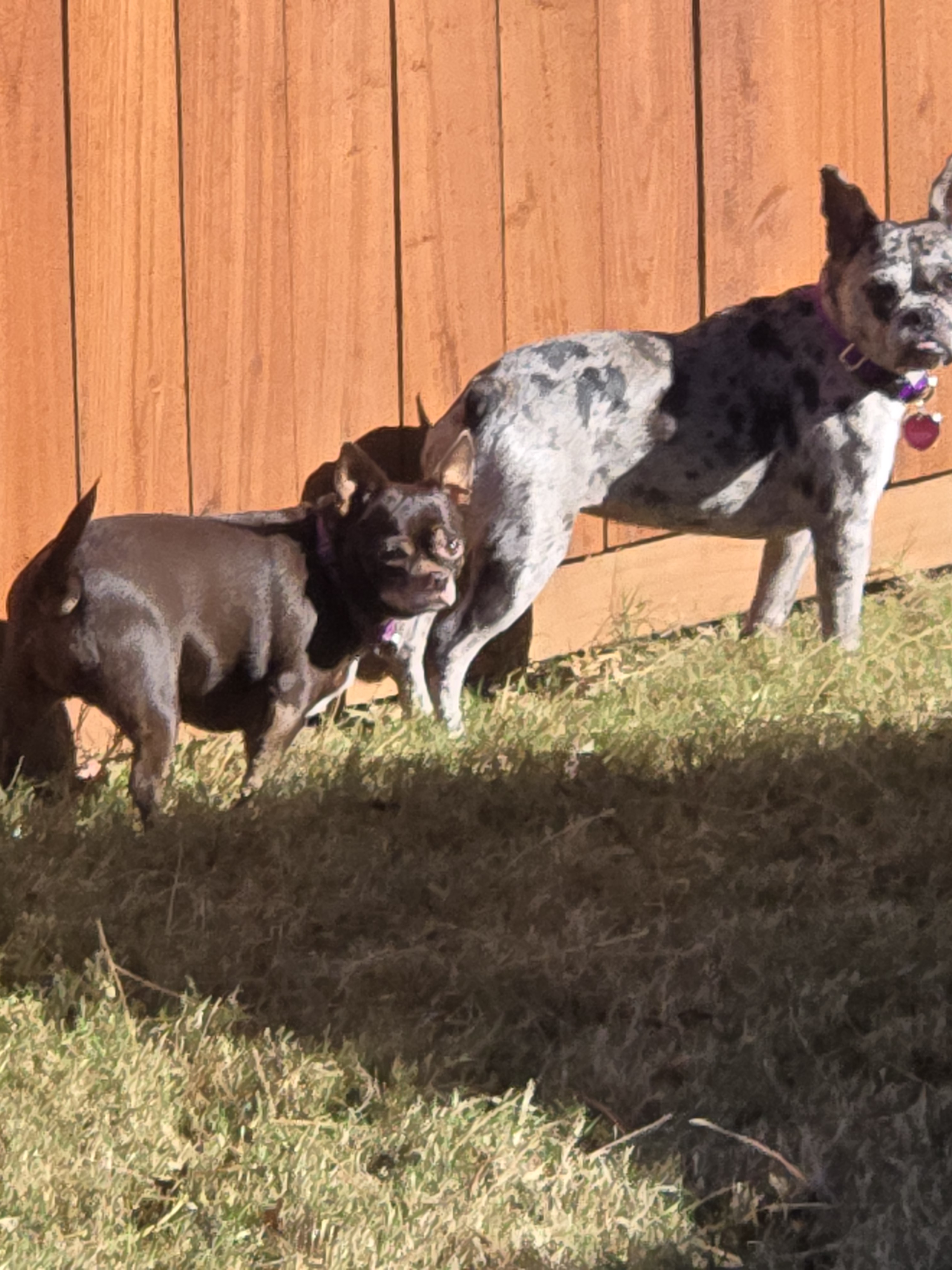 Meet Annie the Frenchton and Minnie the Chihuahua: A Furry Duo