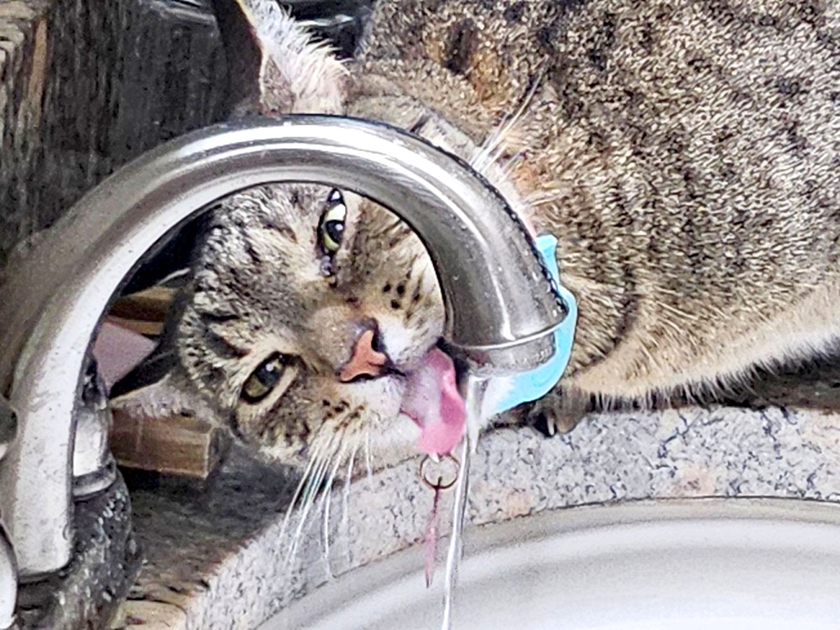 Refreshing Moments: The Coolness of Water