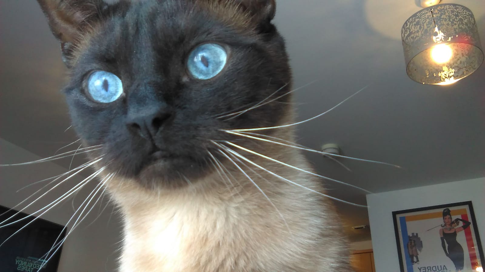 Meet Gato: The Feline Star of the Show