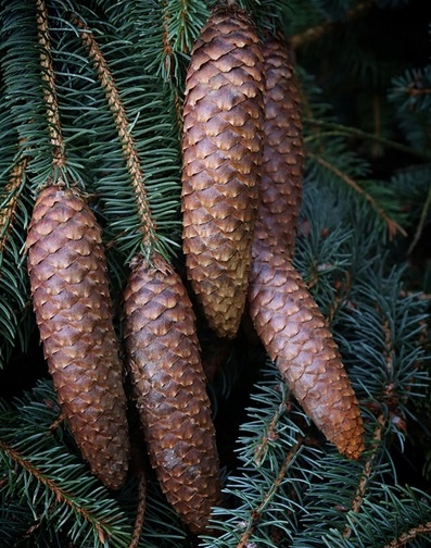 Surprise! These are actually pinecones in disguise.
