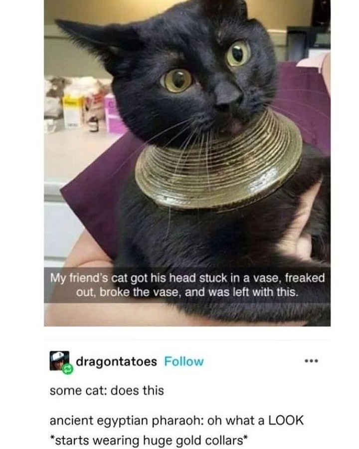 The Trendsetter of the Feline World: Meet the Cat