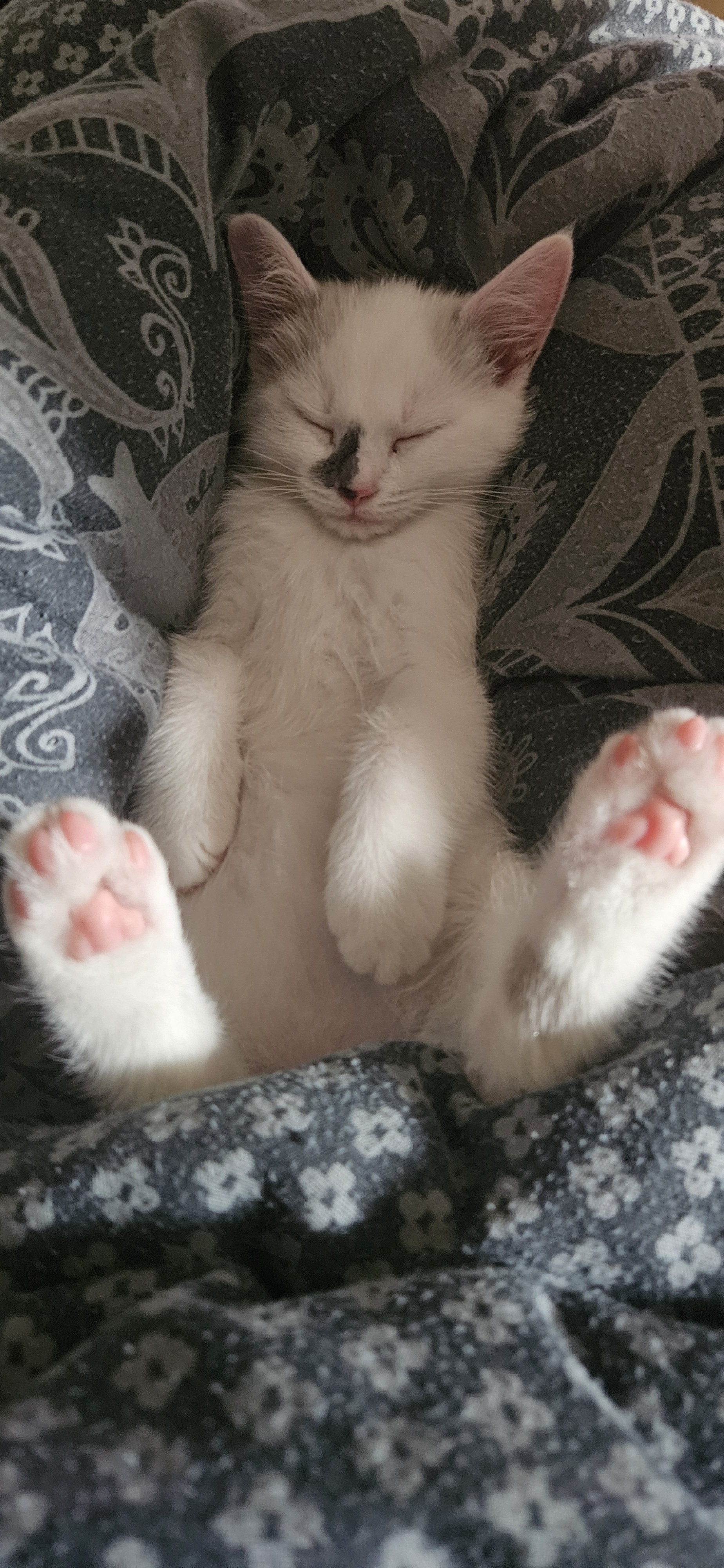 Toebeans Galore Featuring a Sleepy Kitten!