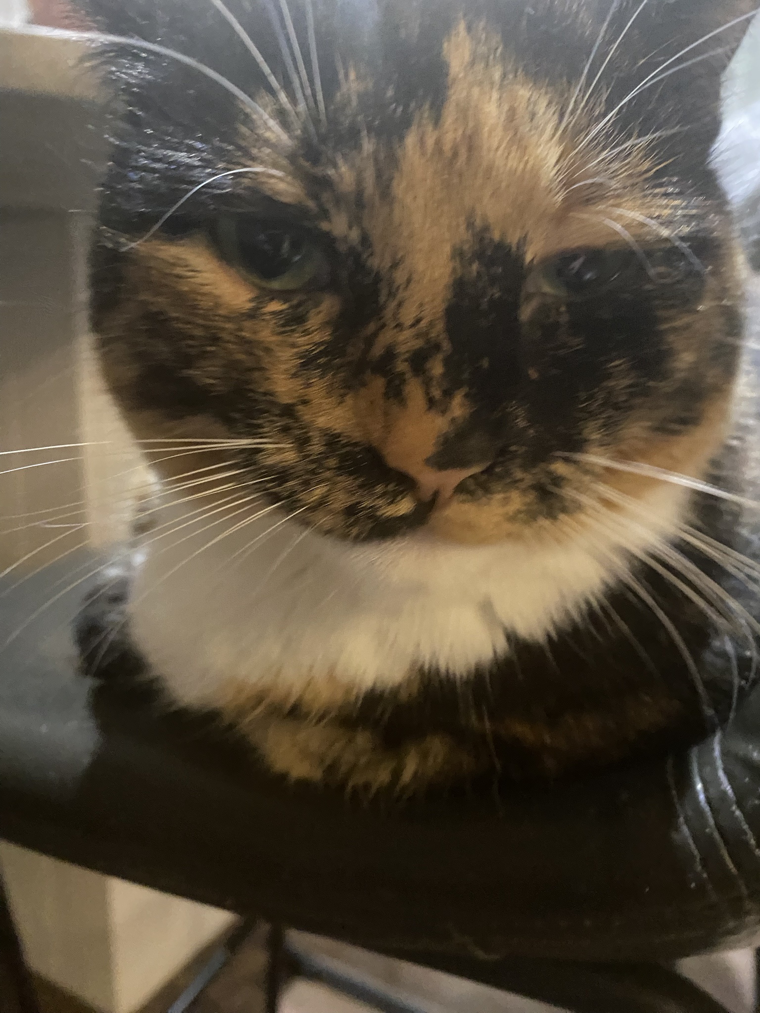 Crumble's daily photo – a glimpse into their world