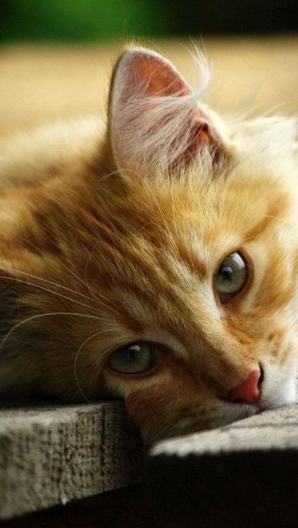 Meet Today's Adorable Cat